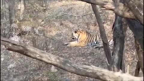Male Leopards Fighting