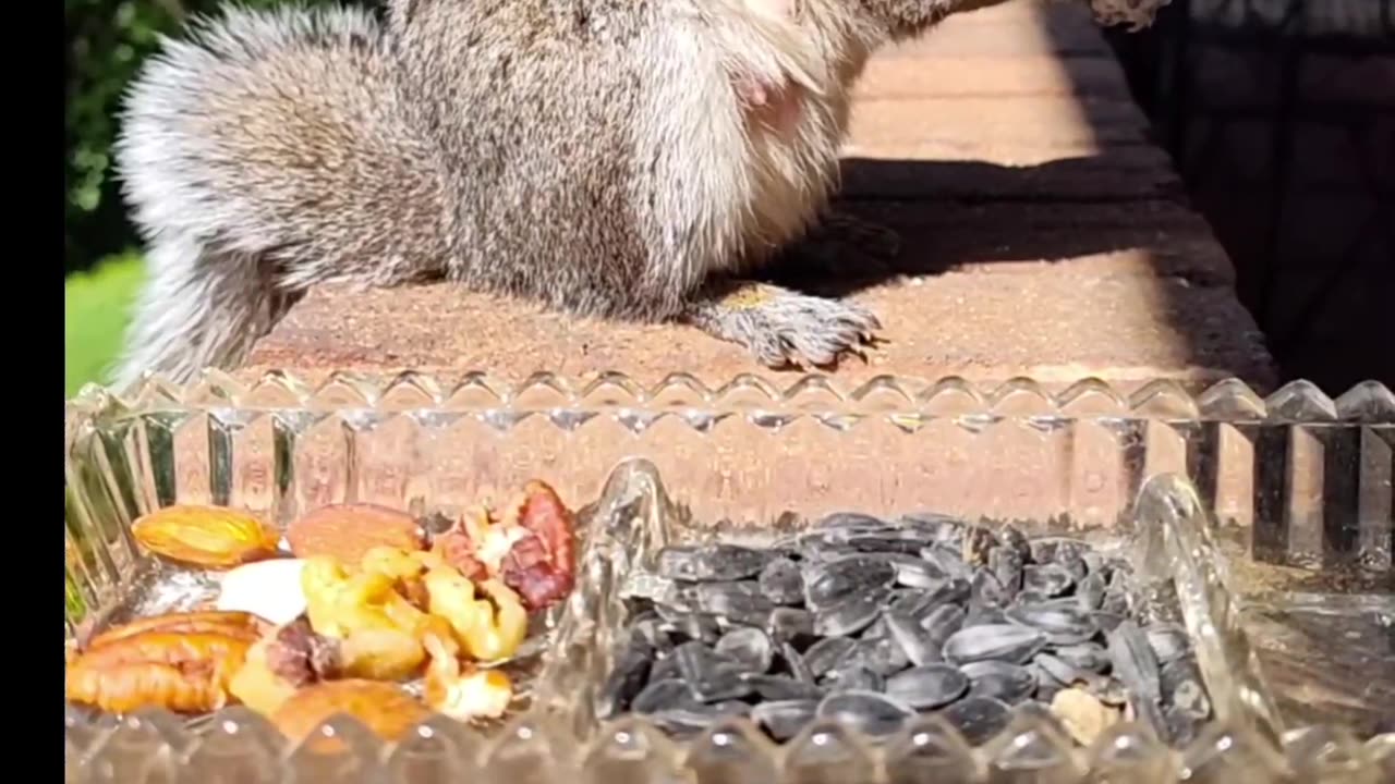 Mika The cute Squirrel's nuts buffet