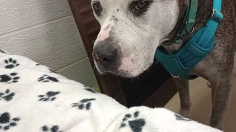 Rocky's PACC shelter adopted alumni by a TRN volunteer, washed over by reassuring comfort20250727794