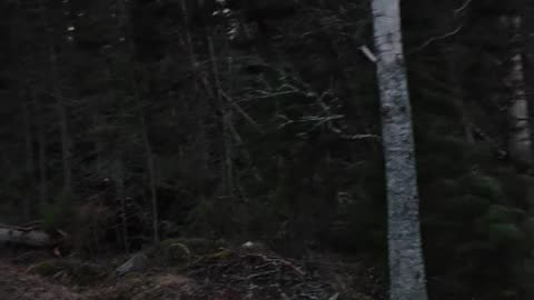 Storm Knocks Down Trees in Finland