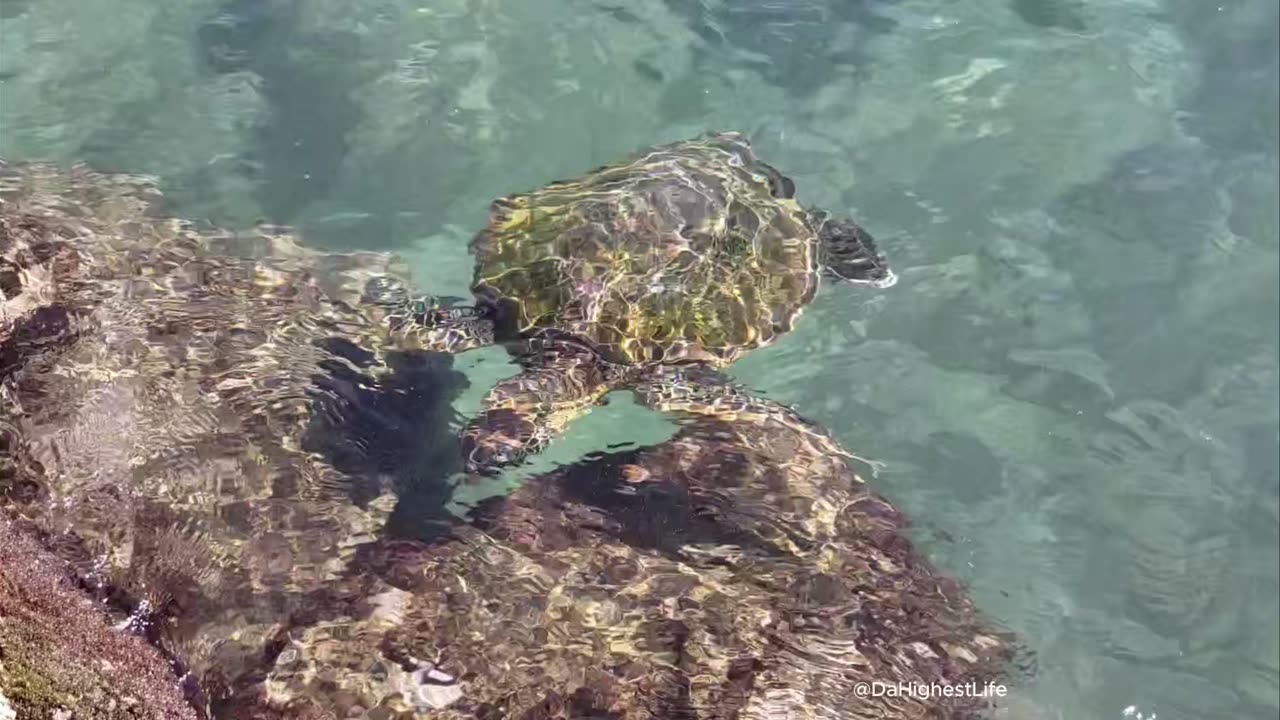 Another Hawkbill Sea Turtle