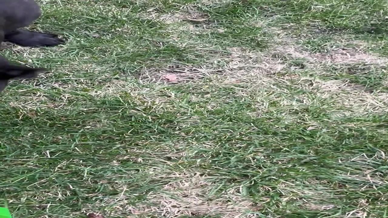 Frenchie Goes On Easter Egg Hunt