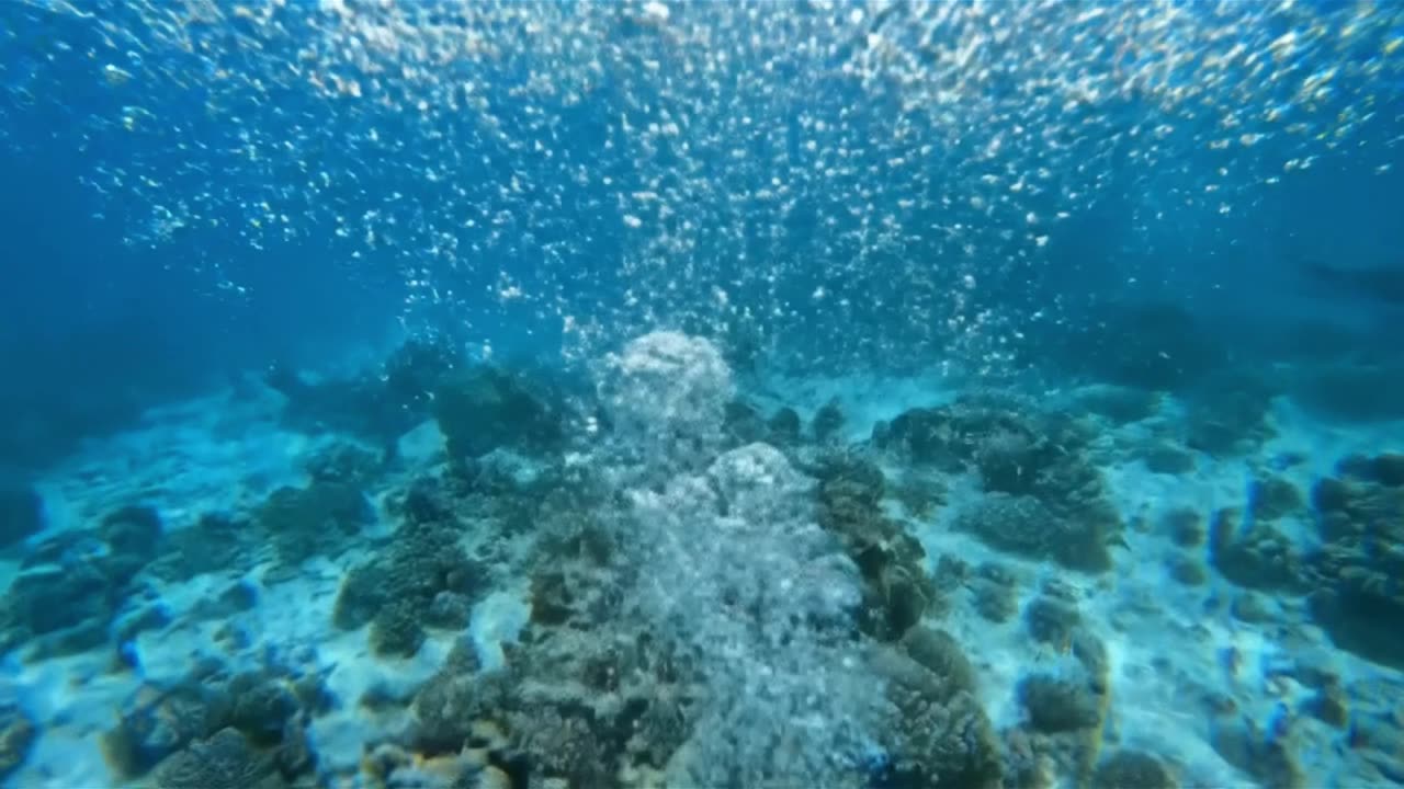 Shark!