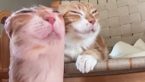 cool cat