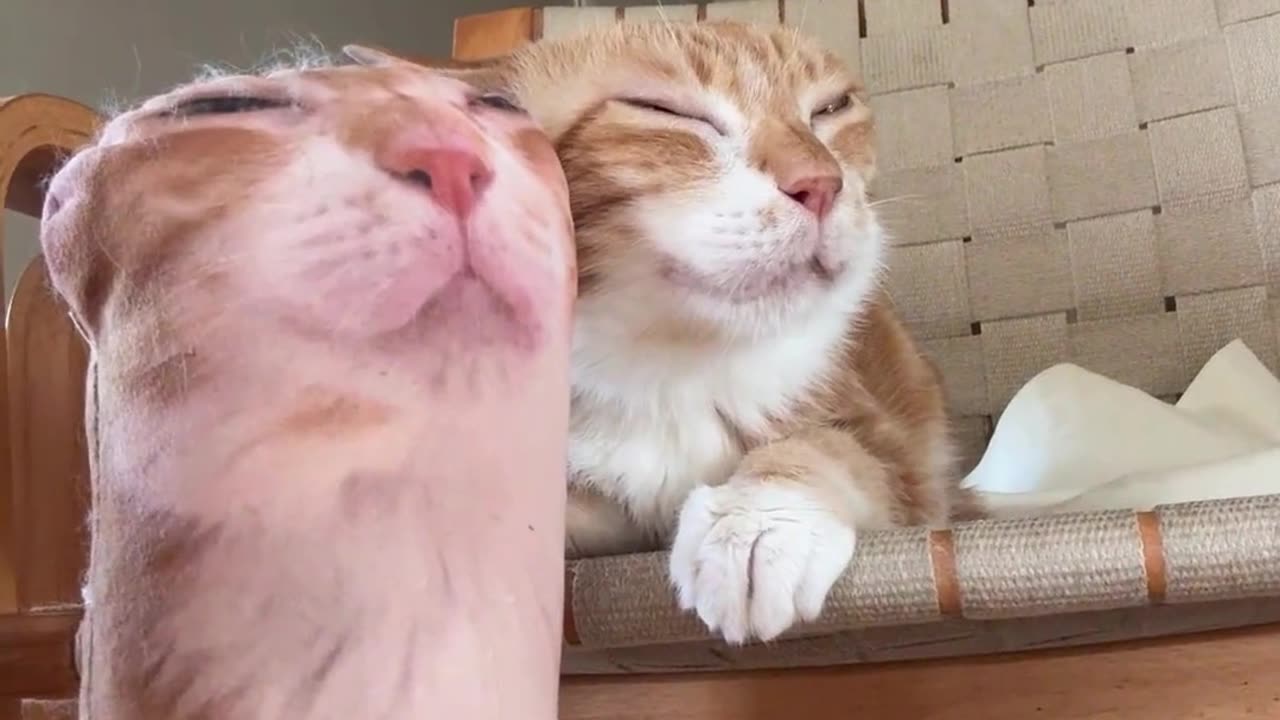 cool cat