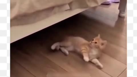 Funniest Animal Fails!