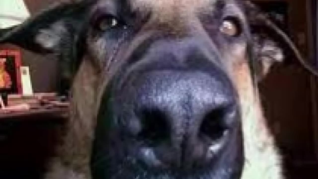Funny Animal Memes 2