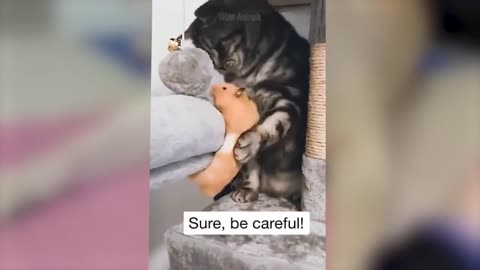 Funny Animal moment #3