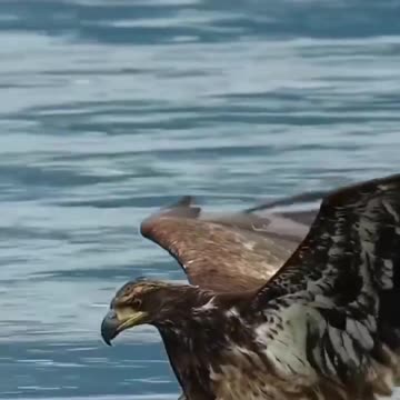 Eagle attack #butufull #birds