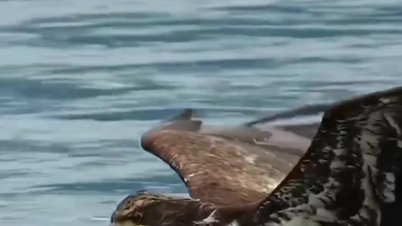 Eagle attack #butufull #birds