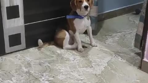 Baxi the dog