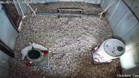Millar Time Chicken Cam