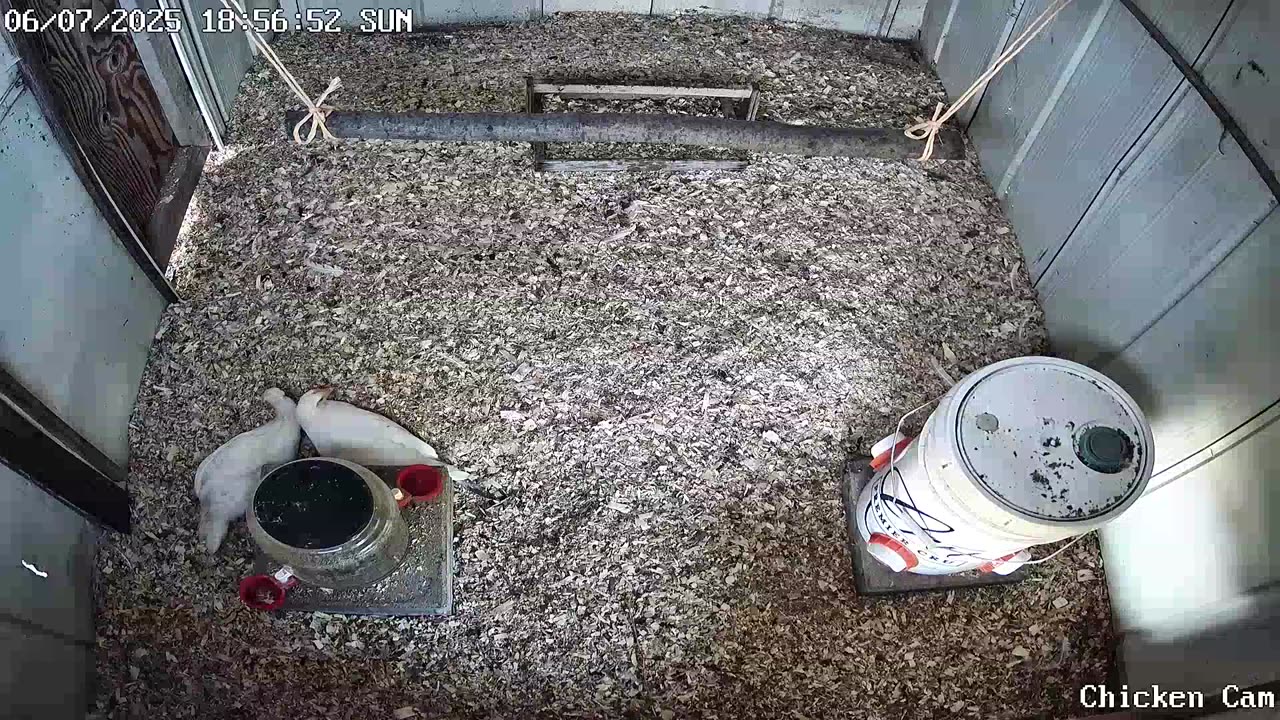 Millar Time Chicken Cam