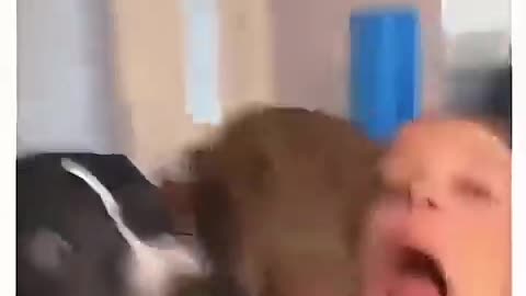Funny dog moments 69