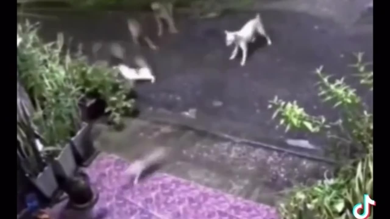 🔥💥 Perfect Attack? You Won't Believe This Epic Fail! | FunFM