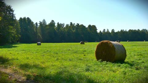 2 minutes of tranquility: Breathe in the Calm of a Forest Meadow Meditation