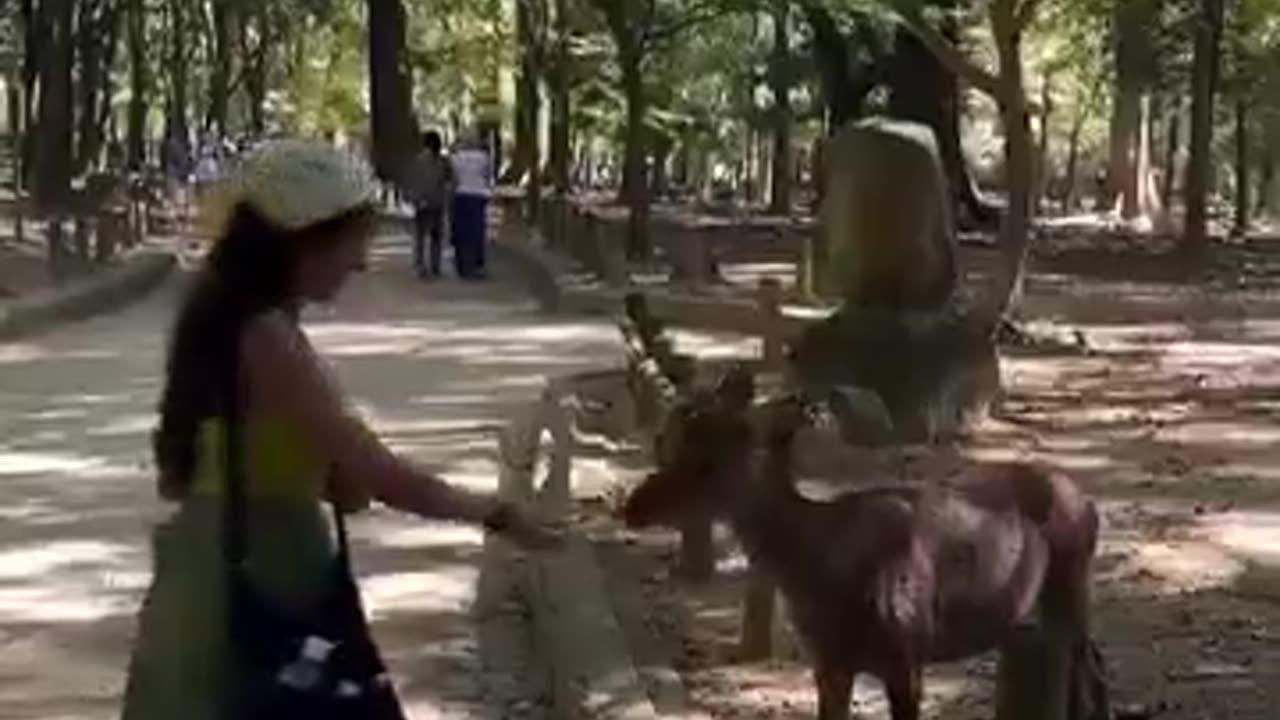 Japan's Nara deers are the most coolest thing!🦌🥺