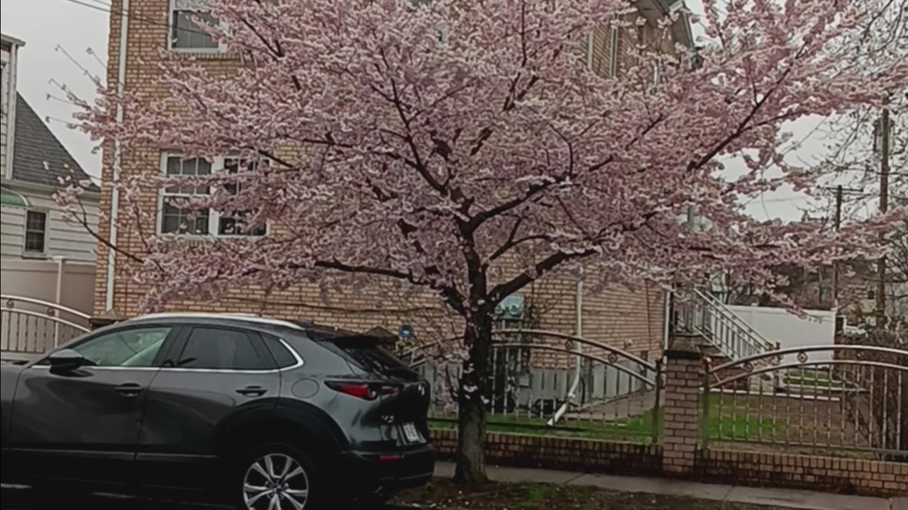 Cherry blossom