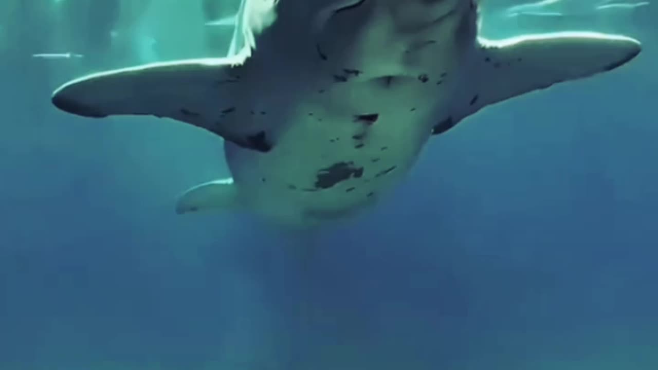 Fany video