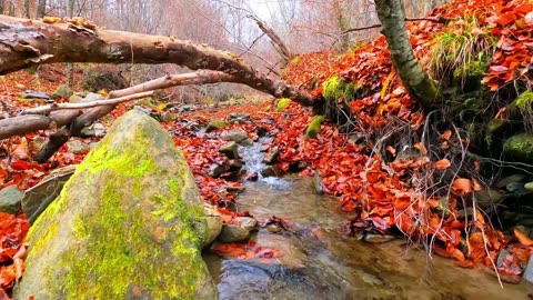 Smoky Mountain Fall | Live 24/7