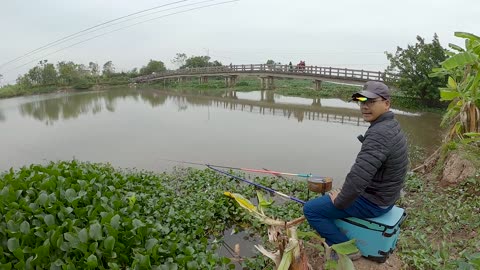 Tilapia Thrives in the Crowded Shallows