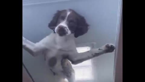 Funny video pets