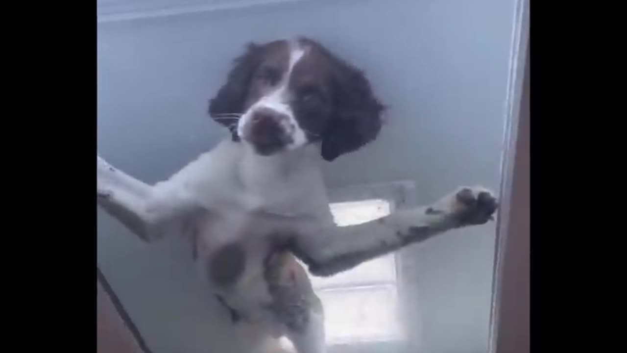 Funny video pets