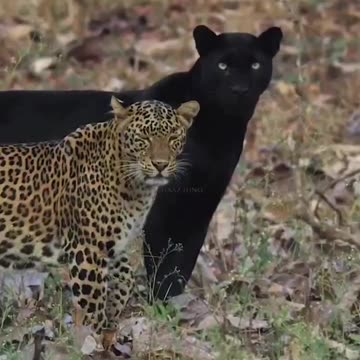 Beautiful Predator Cats