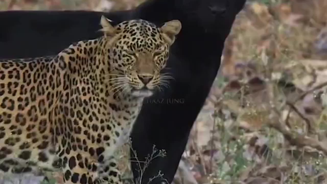 Beautiful Predator Cats