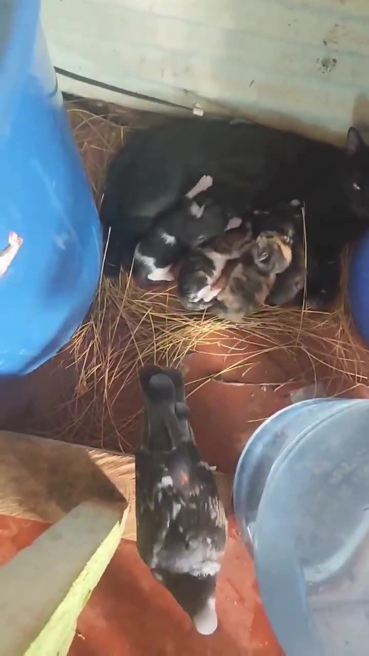 Bird tries to build a nest for a cat friend after discovering shes pregnant
