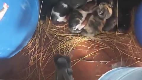 Bird tries to build a nest for a cat friend after discovering she's pregnant