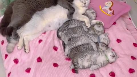 Whole family