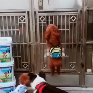 Funny Dog Videos