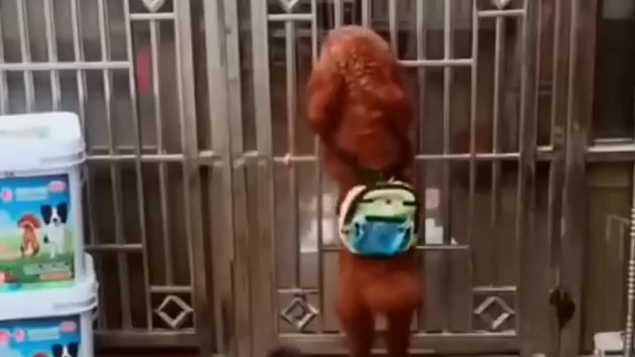 Funny Dog Videos