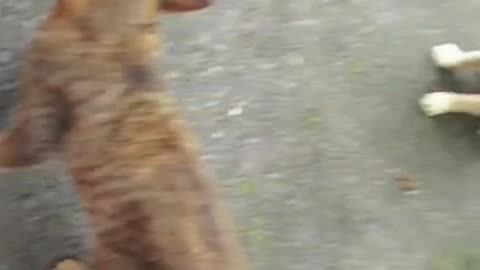 Home Security Cats EXPOSED: 2 on Duty, 1 on Break 😹