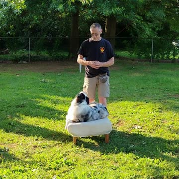 Shaping the Stay Cue short 10