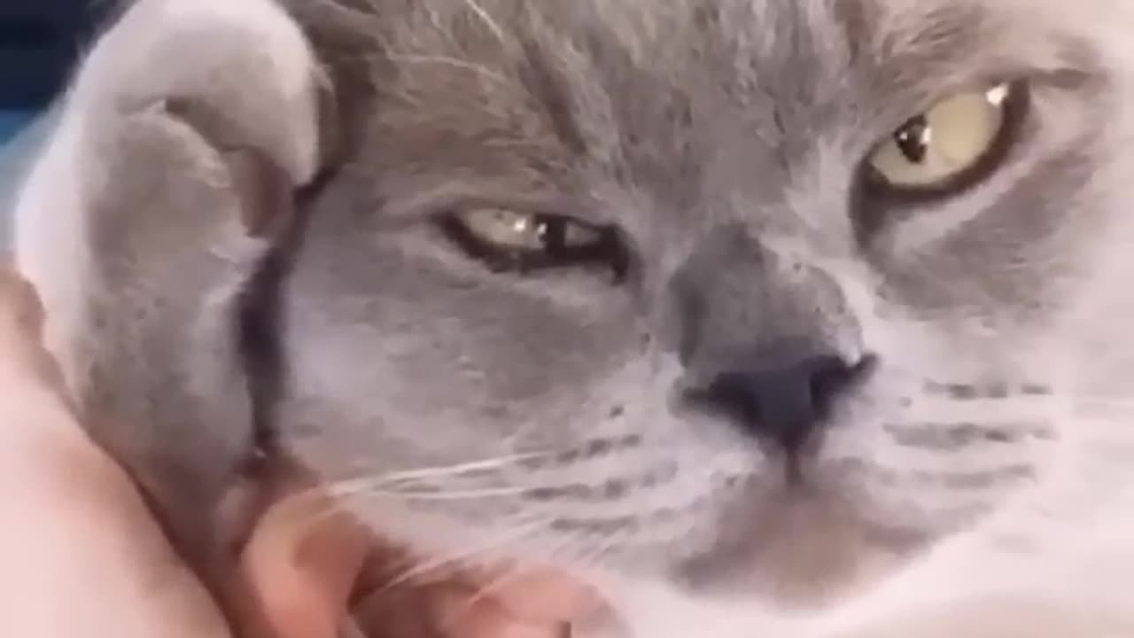 try not to laugh🤣🤣🤣🤣