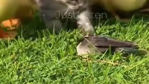 Real Life Disney Movie