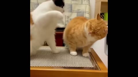 FUNNY ANIMAL FUN😺🐶 FUNNY CATS and DOGS😂