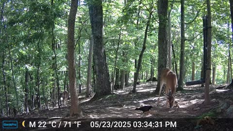 The Woods – 05/24/2025