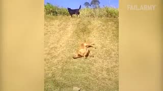 Incredible: Funny Pet Fails: Funniest Pet Video Compilation | FailArmy