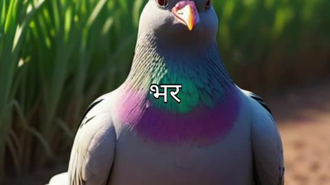 Kisan aur ek bade kabutar ki story