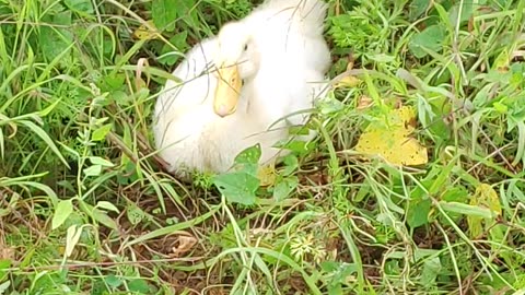 Peeps outside