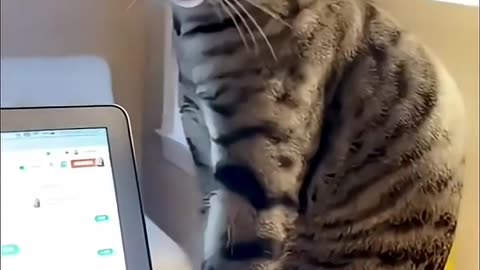 The cat refuses your petting