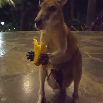 Kangaroo diaries only in Australia 🇦🇺