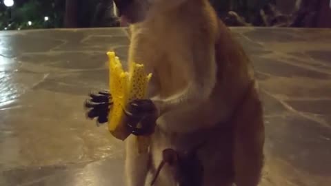 Kangaroo diaries only in Australia 🇦🇺