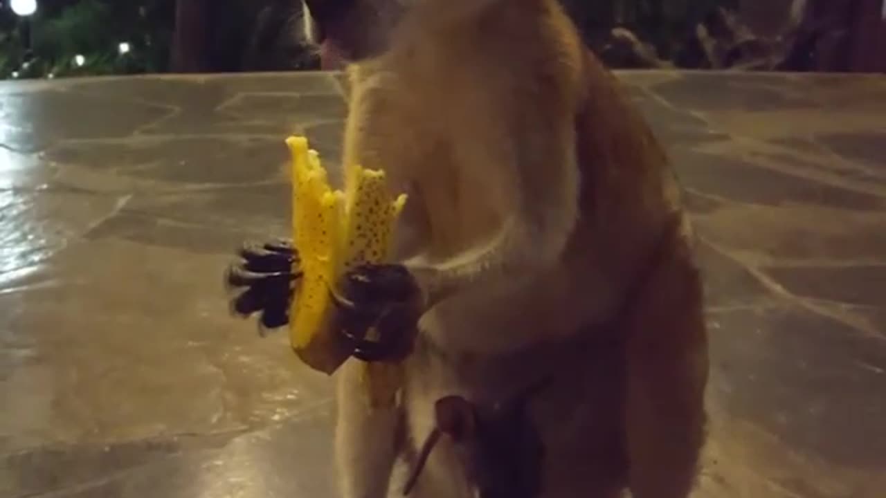 Kangaroo diaries only in Australia 🇦🇺