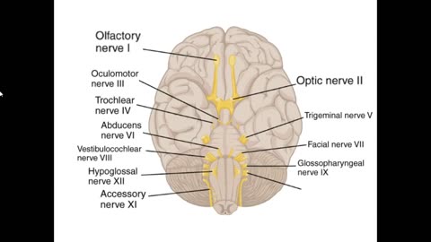 Practice identifying the 12 Cranial Nerves