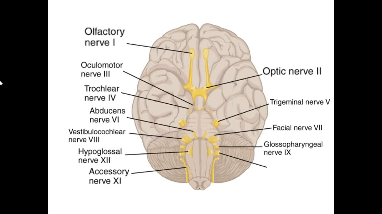 Practice identifying the 12 Cranial Nerves