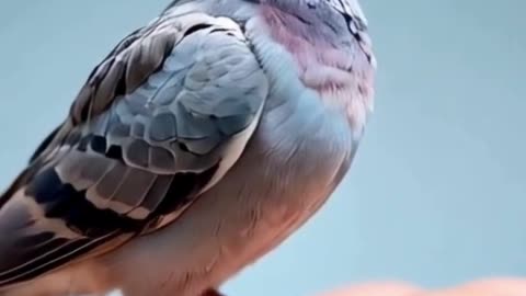 Who Knew Baby Pigeons Could Be This Adorable?! 😂🕊️ #shorts #cuteanimals #cute #viral #viralvideo